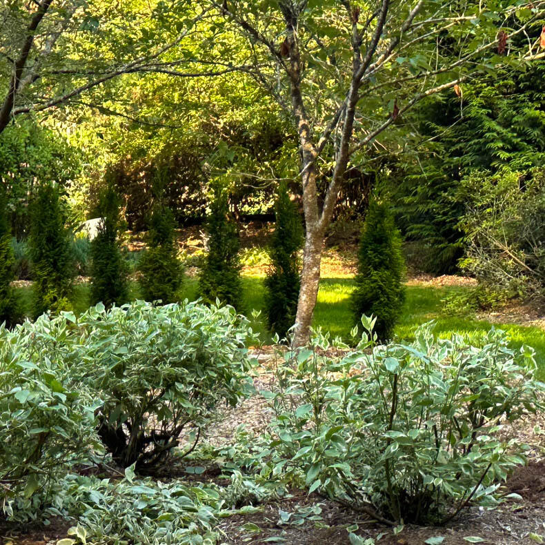 Light in the Landscaping